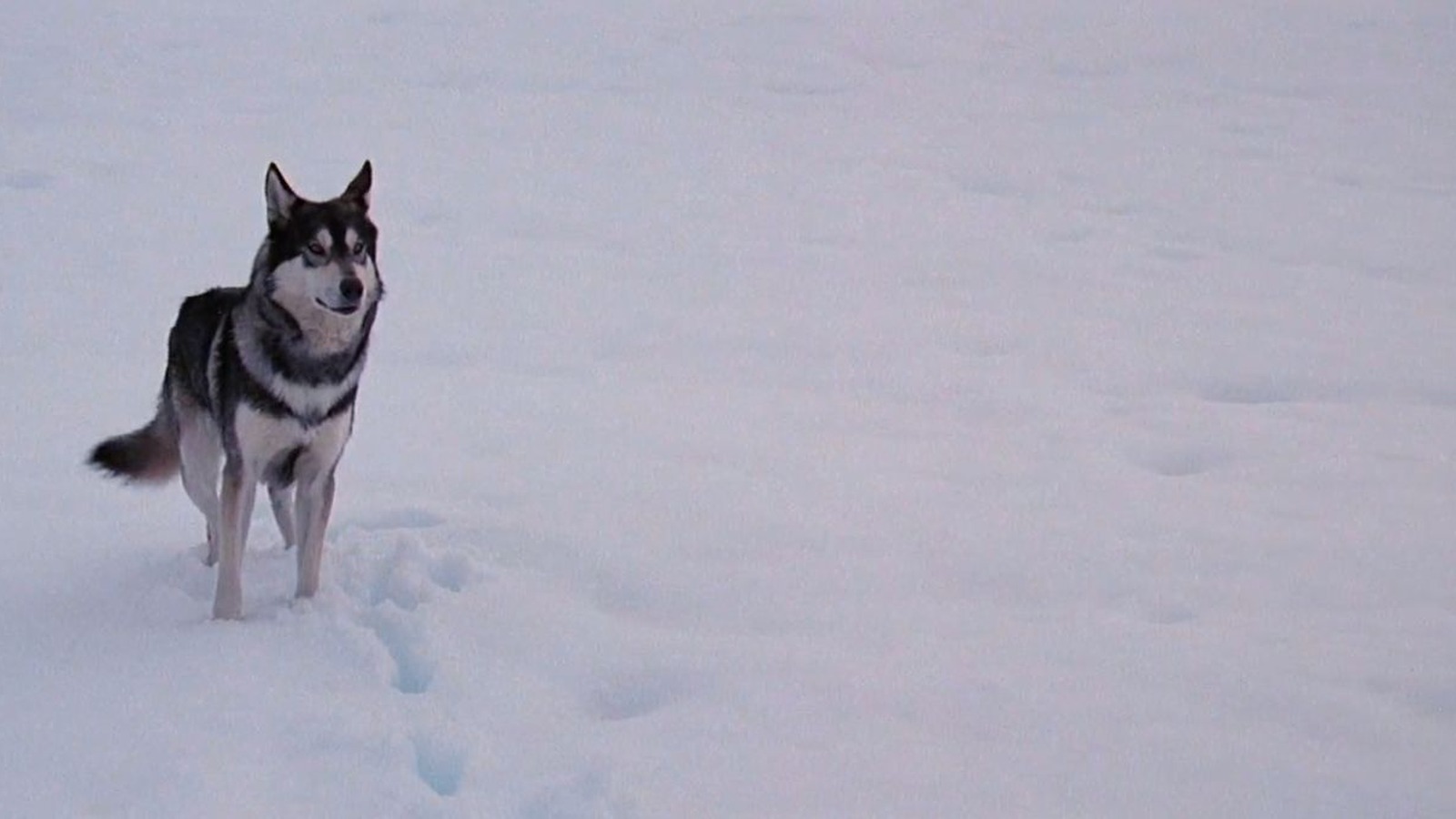 'The Thing' (John Carpenter, 1982): 
Pour donner l'illusion des conditions glaciales de l'Antarctique, les décors intérieurs des studios de Los Angeles ont été refroidis à 4 °C, alors qu'il faisait bel et bien plus de 38 °C à l'extérieur !